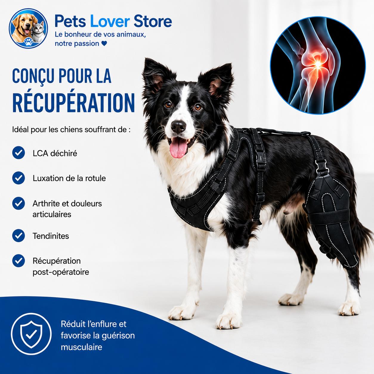 Orthèse de genou pour chien — Mobilité, stabilité et récupération